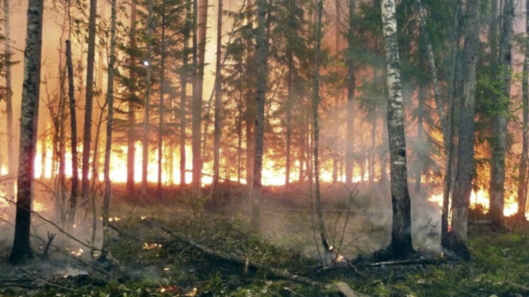 Природные пожары в России: в регионах с самой сложной ситуацией работает правительственная комиссия