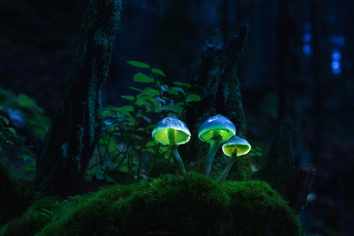 Волшебные светящиеся грибы