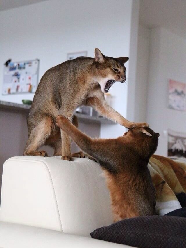 Как кошка с кошкой коты, подборка, разборка