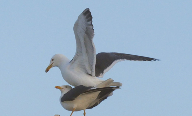 Чайка села сверху на другую летящую чайку и полетела пассажиром: видео