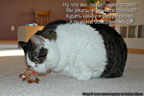 Свежая котоматрица для всех (31 шт)
