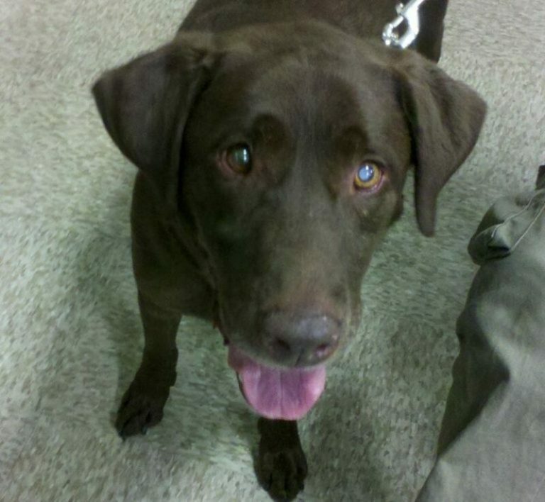 может ли ослепнуть собака. как понять что щенок маленький ослеп слепой. может ли ослепнуть собака. может ли ослепнуть собака. слепая собака.