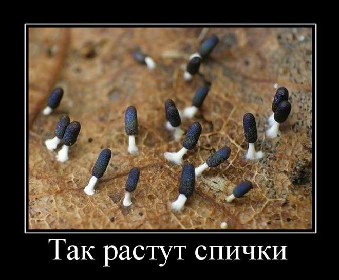 Так растут спички