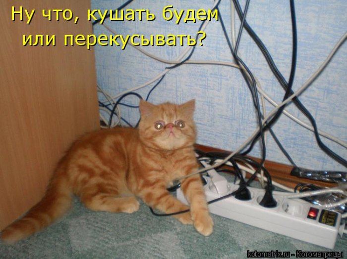 Любимой девушке, картинки кошки пора жрать приколы