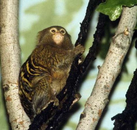 25 самых необычных животных в мире (25 фото)