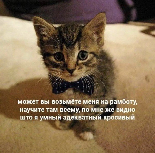 Котоматрицы веселые и коты всякие забавные