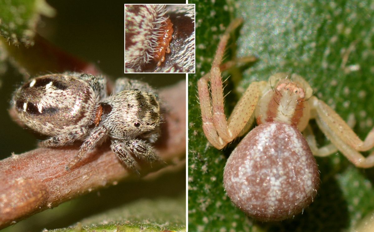 Мантиспиды  (лат. Mantispidae)  - истребители паучьих яиц