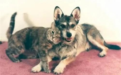 Золотое Сердце Джинни - о непростой жизни собаки, спасающей бездомных кошек. 03