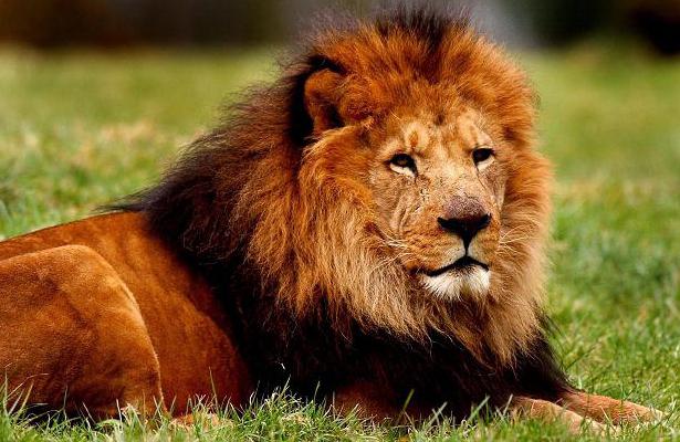 Почему лев — царь зверей?