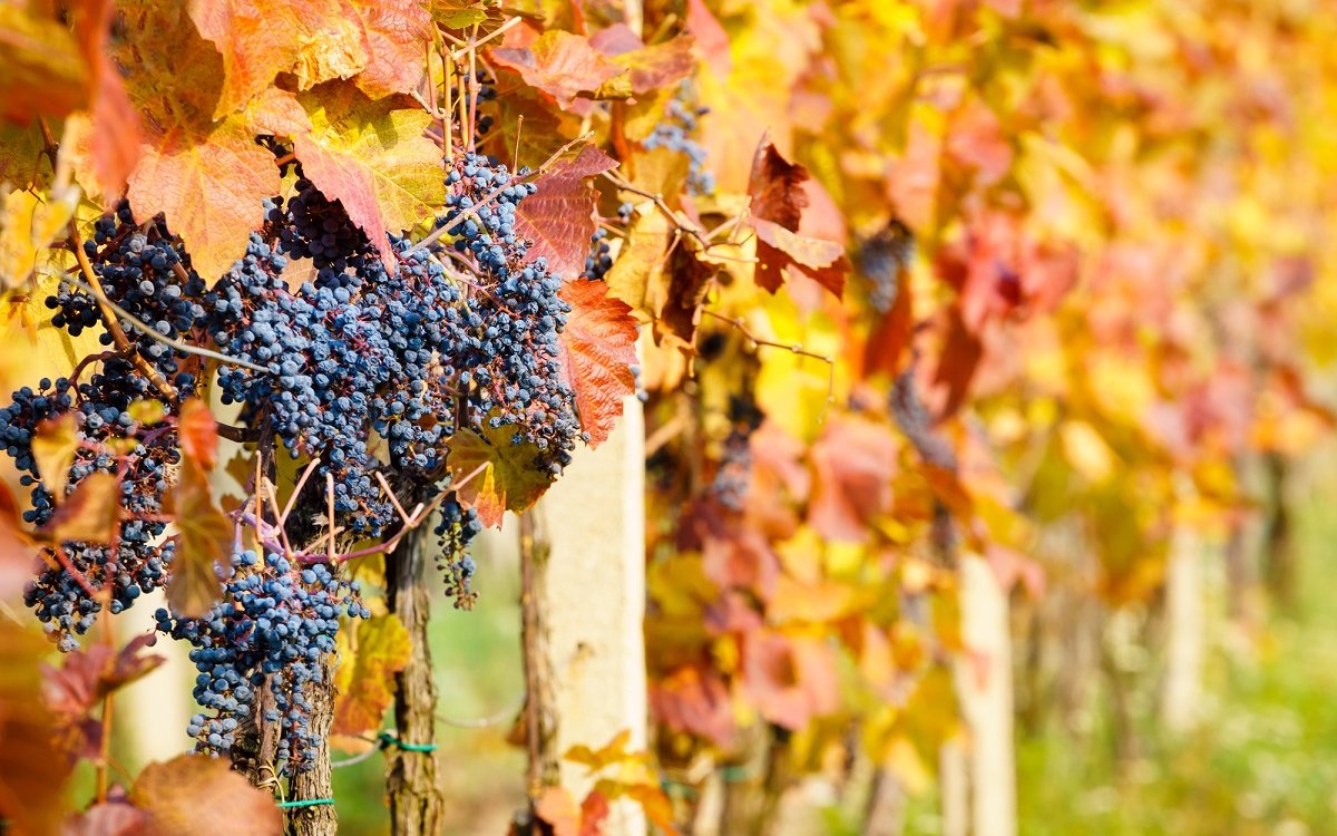 : Close up of vine in autumn colors