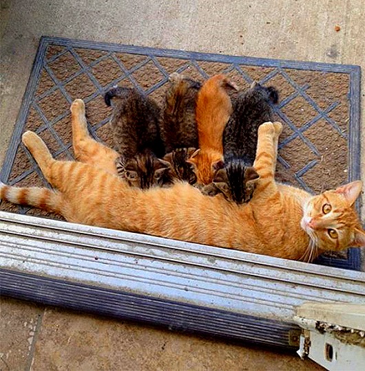 Мамаши ... и папаши животные,позитив