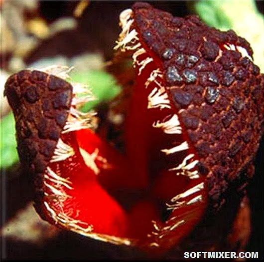 Hydnora africana - immagine tratta dal web