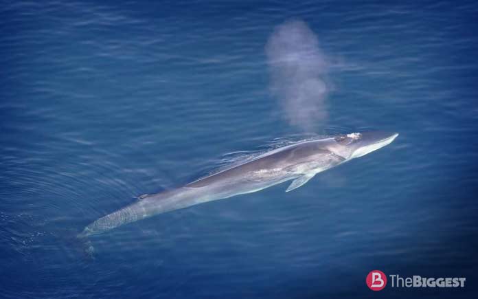 Самые большие киты: Финвал