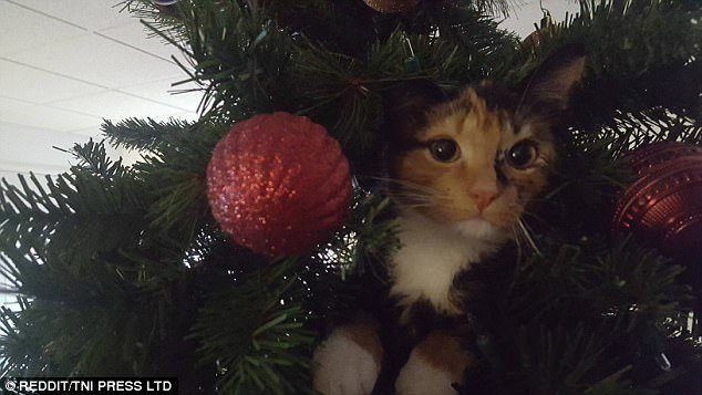 Новогодние котейки