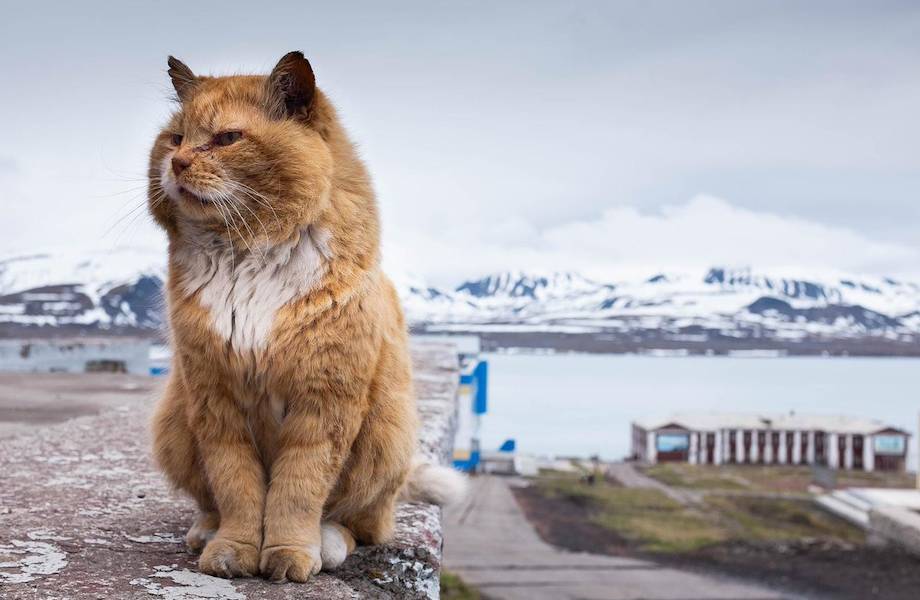 Как на Шпицбергене, где запретили кошек, живет единственный кот