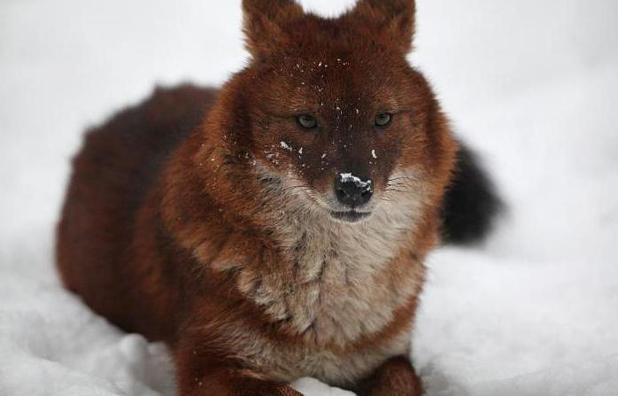 Красный волк  (горный) : описание вида, численность. Проблема сохранения популяции