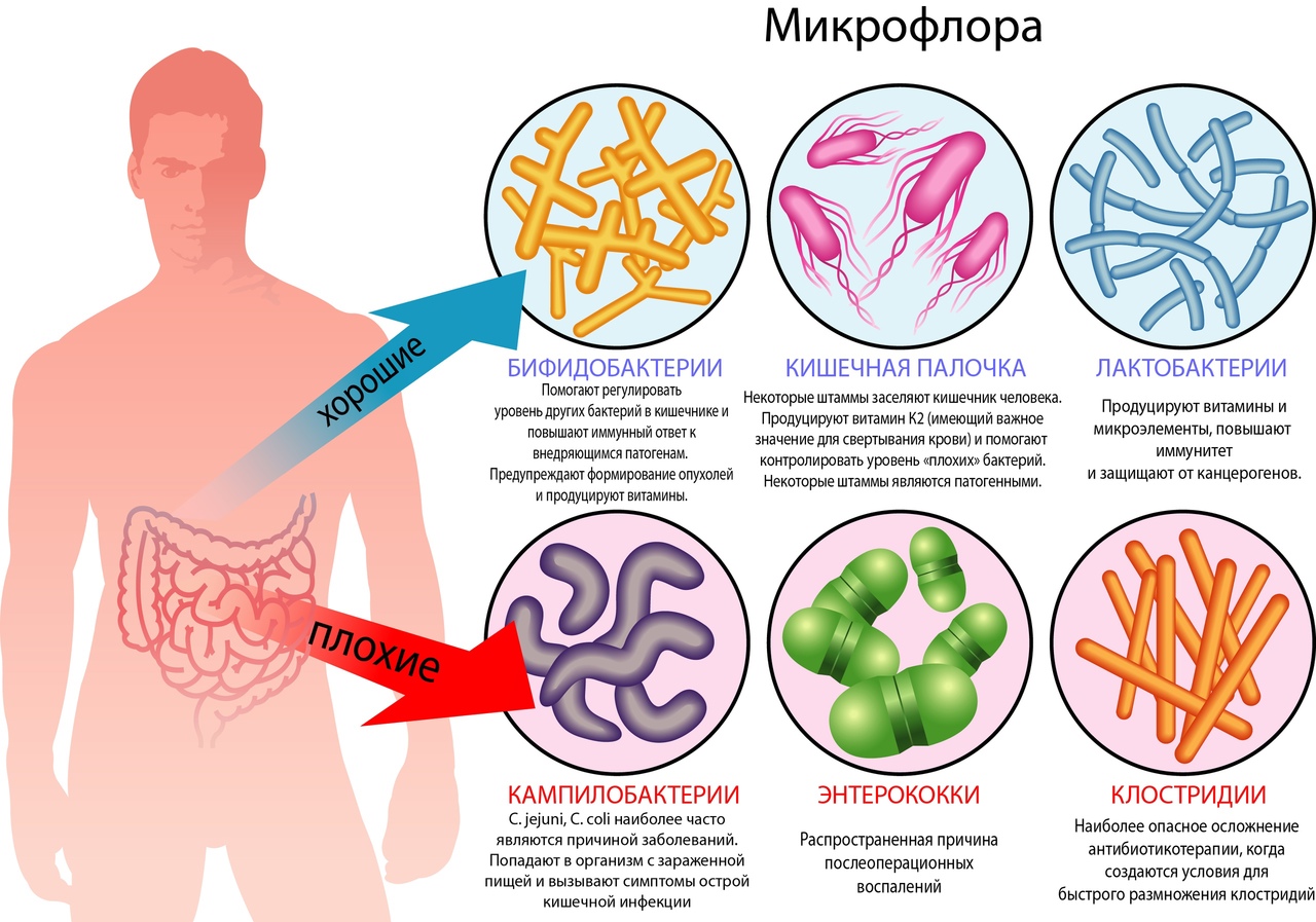 Функции бактериальной микрофлоры кишечника