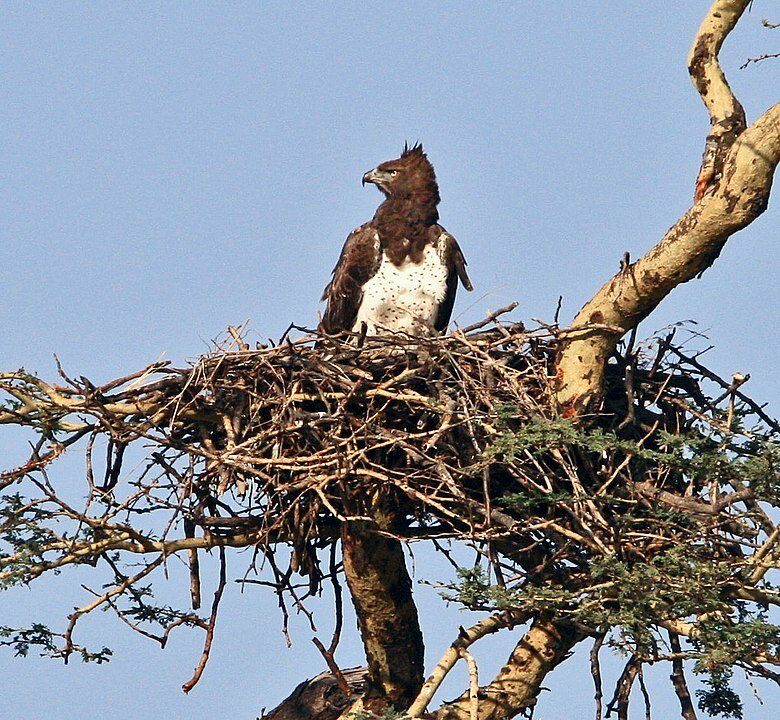 Боевой орел на гнезде. Фото Yoky - Own work, CC BY-SA 3.0