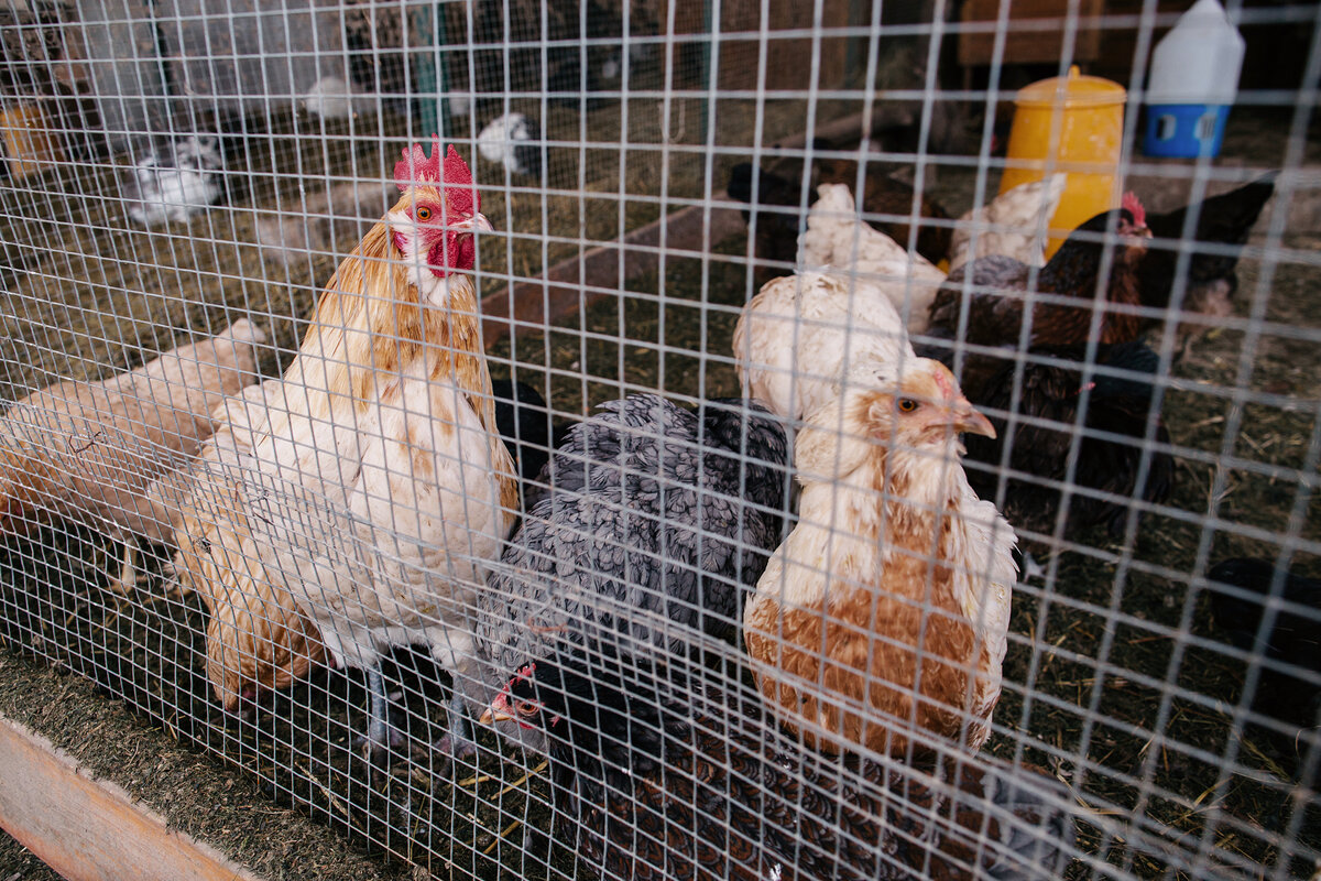 Курица: 6 интересных фактов о самой многочисленной домашней птице