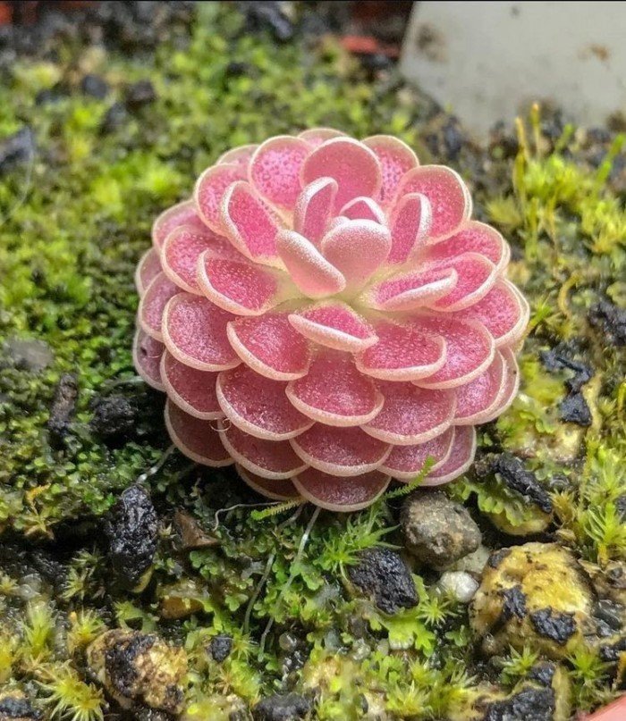 Комнатные растения, которые точно украшают жилое пространство