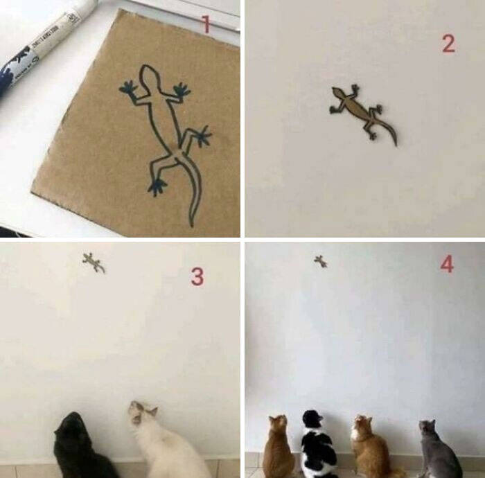 Как легко поймать кота: 15 фото