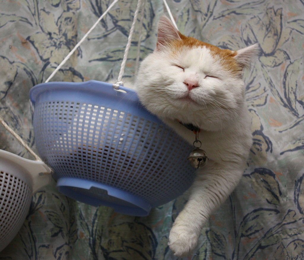 Летающий кот