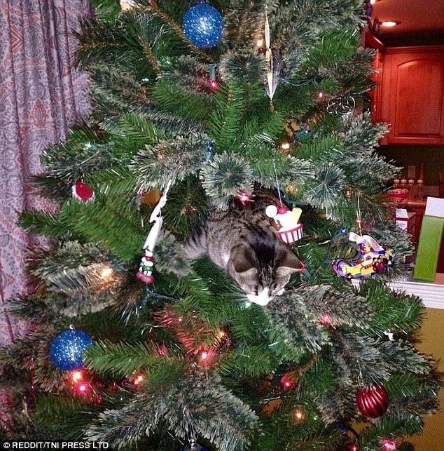 Новогодние котейки