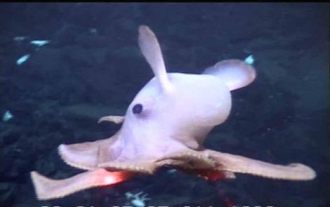 25 самых необычных животных в мире (25 фото)