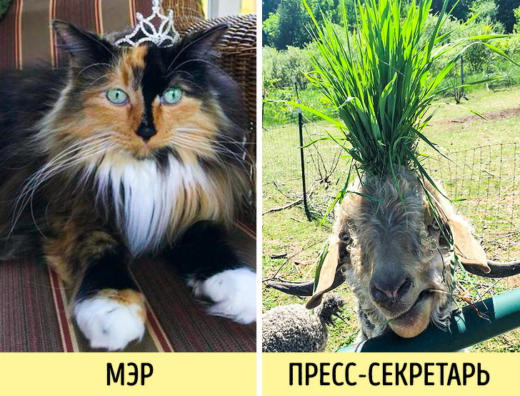 Коты, которые трудятся, несмотря на то что у них лапки супер