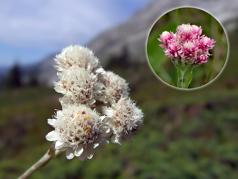 Картинки по запросу antennaria dioica