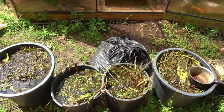 Специальный ферментированный чая в качестве удобрения