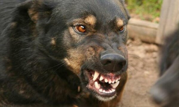 Маньяк среди собак не всё так грустно