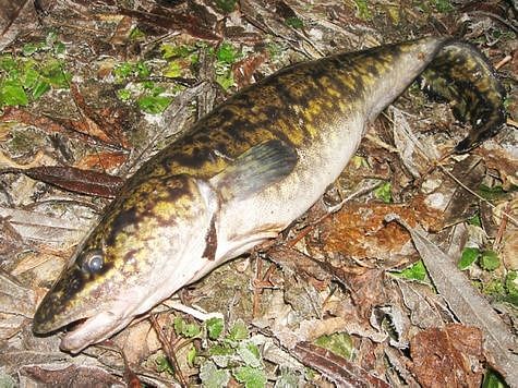 Фото: Александр Токарев.
