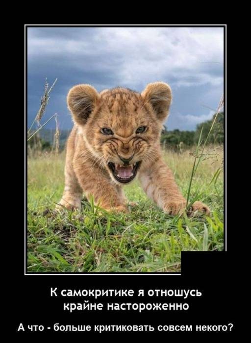 Смешные картинки в чёрной рамке для хорошего настроения! 