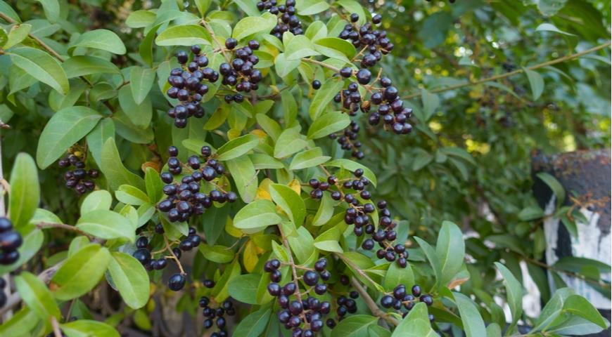 Осенние ядовитые и несъедобные ягоды, топ-15 красивых и опасных растений г,Москва [1405113], опасный, осенние ягоды, отравление,садоводство,ядовитый