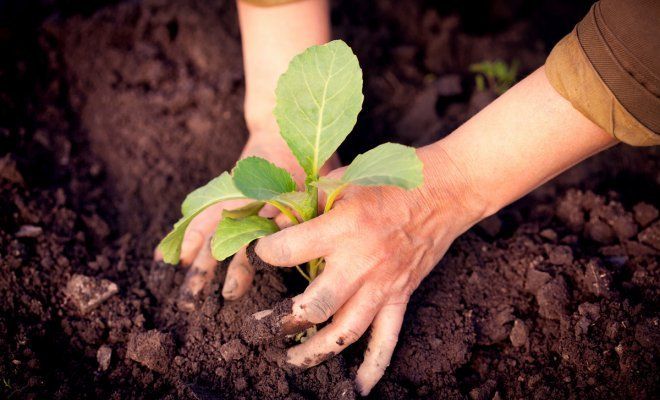 Все, что вы хотели знать о высадке рассады в грунт