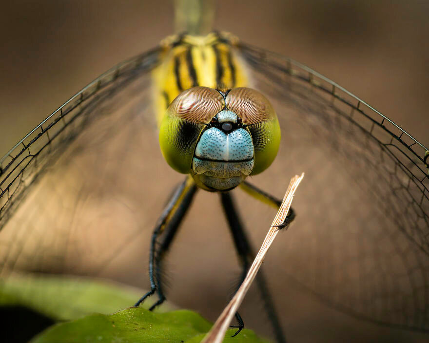 Рейнанте Мартинес / Comedy Wildlife Photo Awards 2020