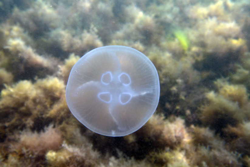 Дерматолог: что делать, если вас или ребенка ужалила медуза
