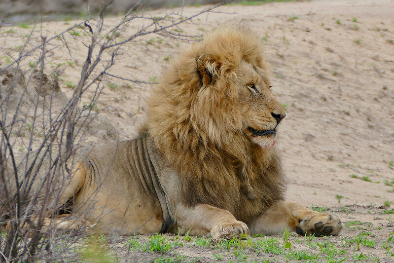 Африканский лев. Фото Bernard DUPONT (flickr.com)