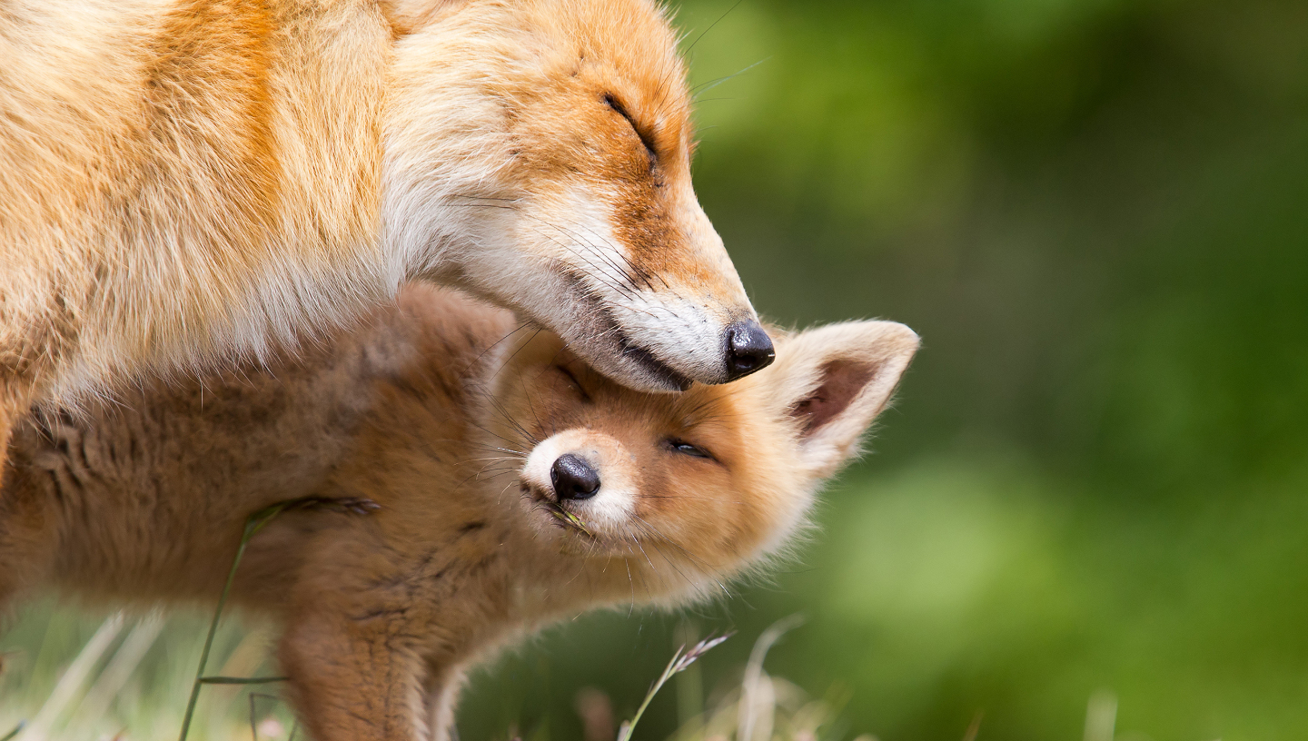 Школа выживания: как звери и птицы обучают своих детенышей