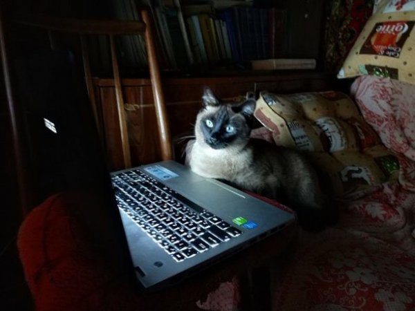 Коты и компьютеры компьютеры,коты,технологии,юмор и курьезы