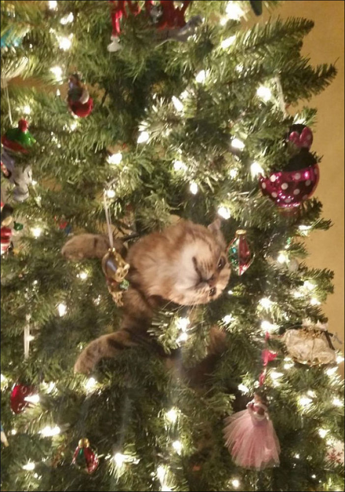 Коты и елка 
