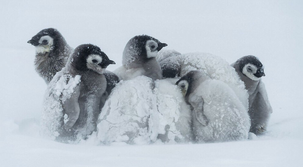 Животные в фотографиях