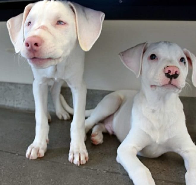 Щенки в приюте