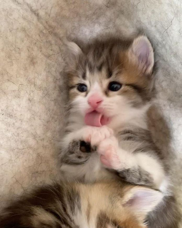 Без кота и жизнь не та