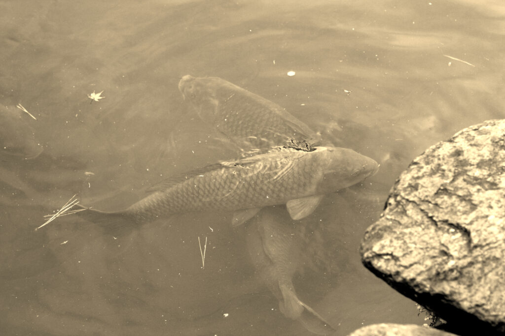 Уженье сазанов. Часть вторая