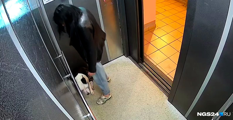 Хозяйка избила собаку в лифте на Мате Залки в Красноярске