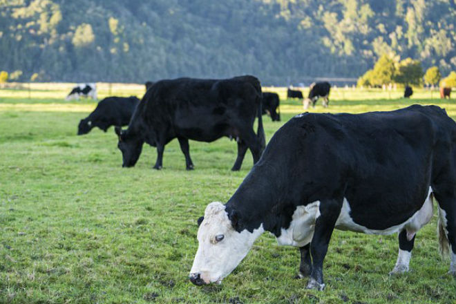 Корова: ученые назвали самое опасное существо Австралии