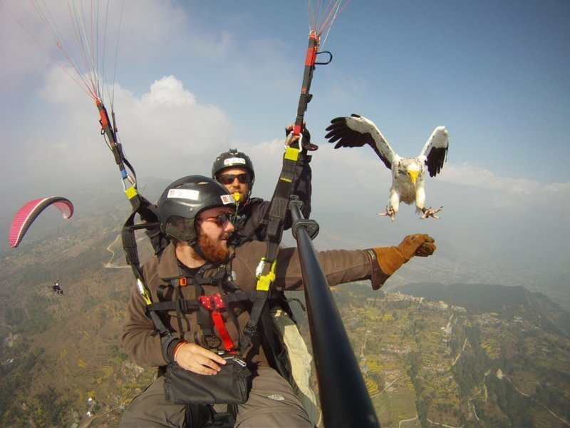 И даже поздороваться с орланом интересное, парашют, прикол, прыжки, фото, юмор