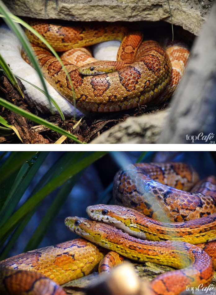 Самые красивые змеи: Маисовый полоз. СС0